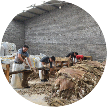 Yixing tannery's tanning process：sheepskin fleshing and scouring